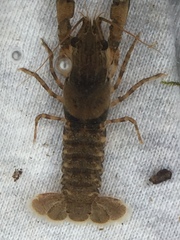 Faxonius erichsonianus