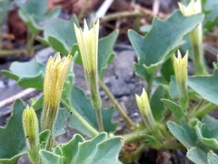 Exodeconus maritimus