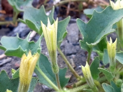 Exodeconus maritimus