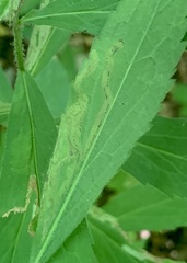 Phytomyza astotinensis