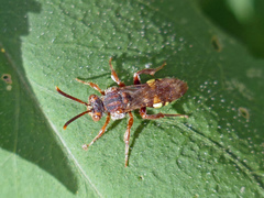 Nomada banksi