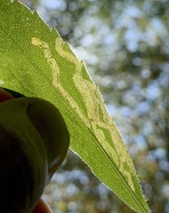 Phytomyza astotinensis