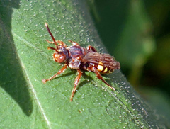 Nomada banksi