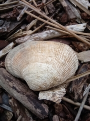 Ruditapes decussatus