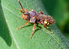Nomada banksi