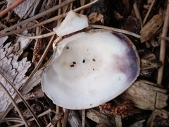 Ruditapes decussatus