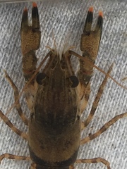 Faxonius erichsonianus