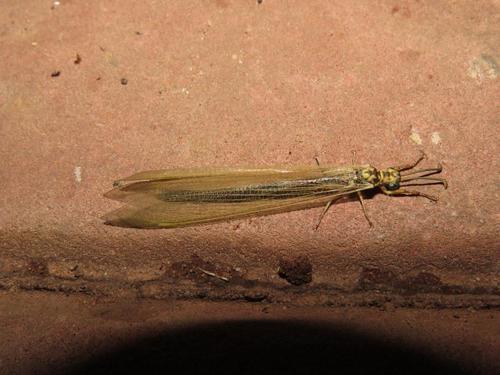 Creoleon africanus