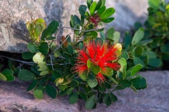 Calliandra hygrophila