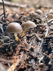 Strobilurus albipilatus