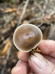 Strobilurus albipilatus