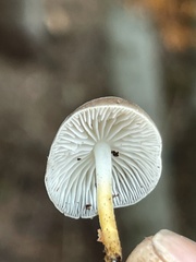 Strobilurus albipilatus