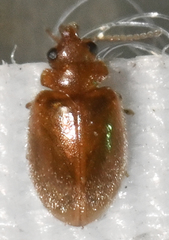 Contacyphon variabilis