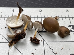 Strobilurus albipilatus