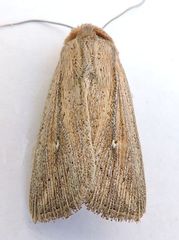 Leucania oaxacana