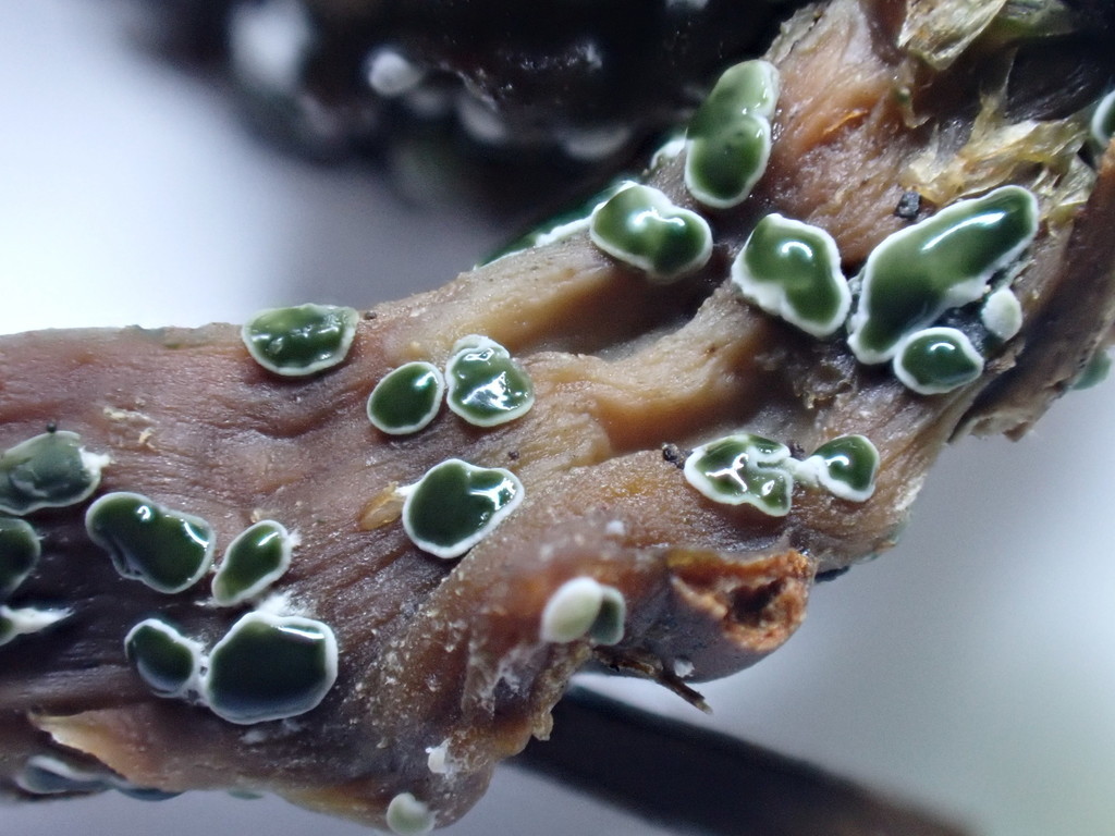 Myrothecium