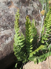 Anemia vestita