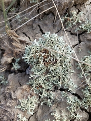 Xanthoparmelia chlorochroa