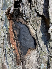 Biscogniauxia mediterranea