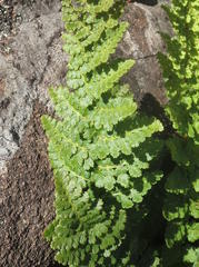 Anemia vestita