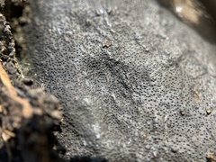 Biscogniauxia mediterranea