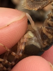 Faxonius erichsonianus