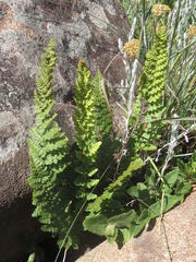 Anemia vestita