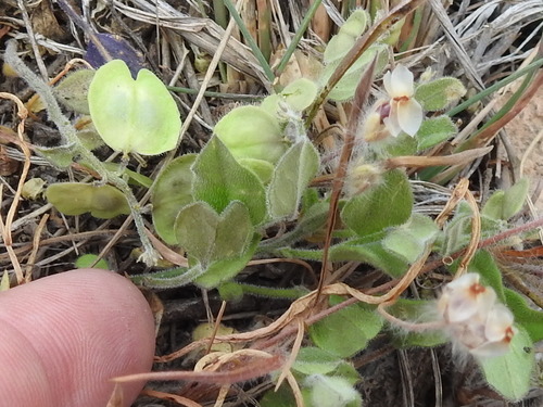 Image of Hebecarpa ovatifolia by (c) Sam Kieschnick, some rights reserved (CC BY)