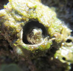 Antennablennius bifilum