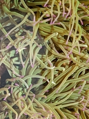 Anemonia viridis