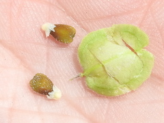 Hebecarpa ovatifolia