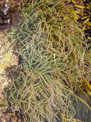 Anemonia viridis