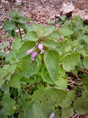 Lamium purpureum