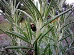 Chrysolina americana