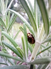 Chrysolina americana