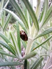 Chrysolina americana