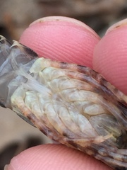 Faxonius erichsonianus