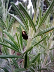 Chrysolina americana