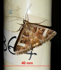 Cerocala vermiculosa