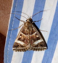 Cerocala vermiculosa