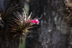 Tillandsia tenuifolia