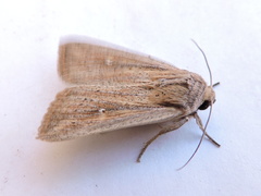 Leucania oaxacana