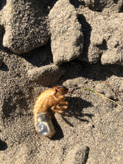 Pericoptus