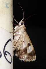 Cerocala vermiculosa