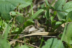 Theagenes dichrous