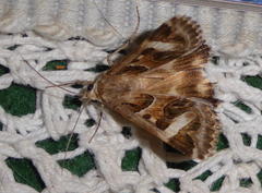 Cerocala vermiculosa