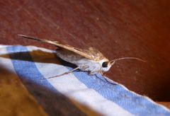 Cerocala vermiculosa