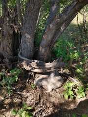 Ibervillea sonorae sonorae
