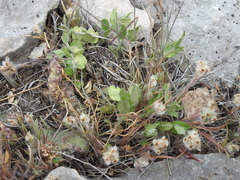 Hebecarpa ovatifolia