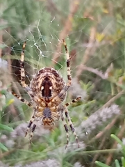 Araneus diadematus